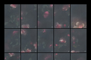 Nocturne in Bloom Floral Backgrounds, a Background Graphic by Dina Mae (Thumbnail 10 of 10)