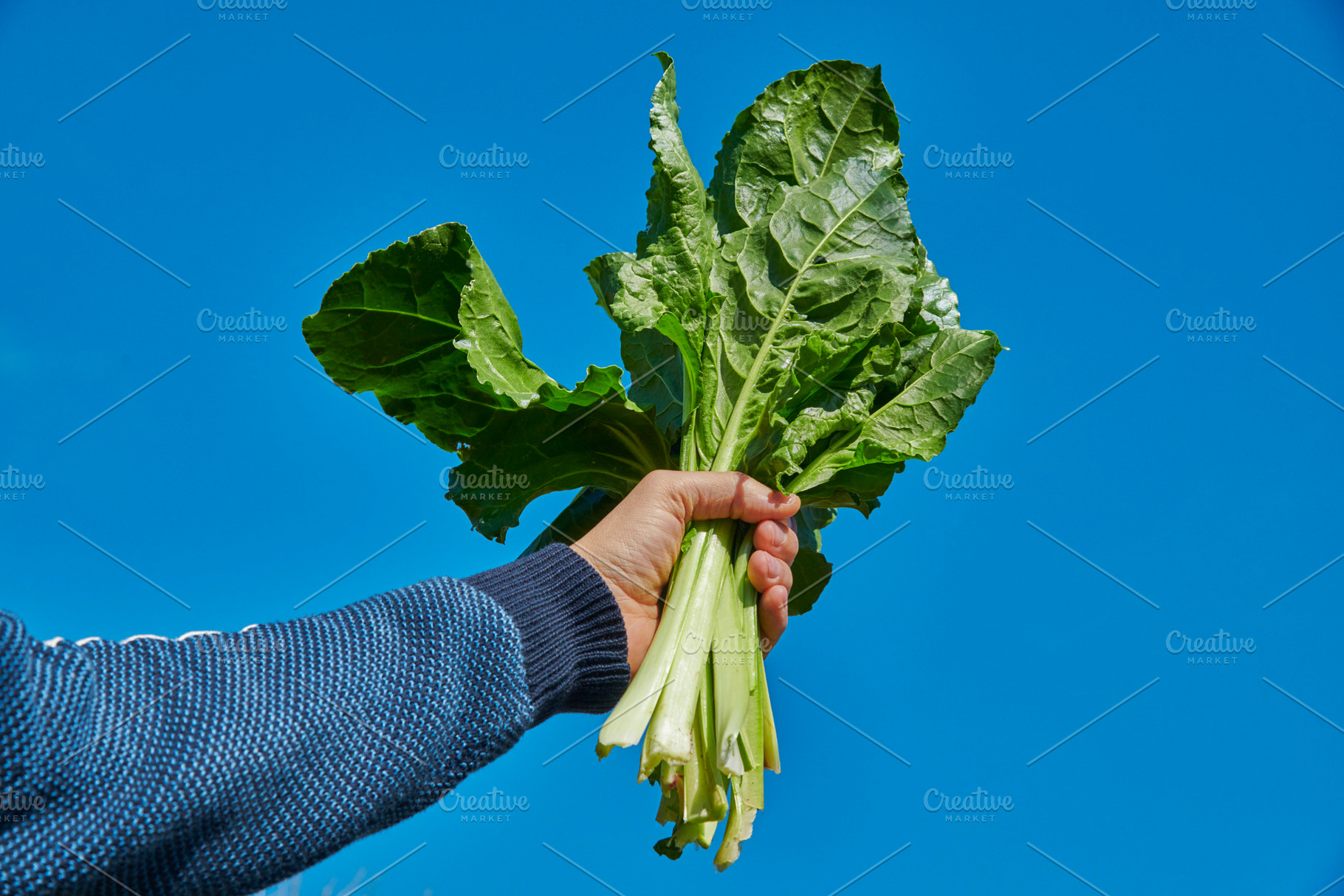 a man holds wild swiss chard under blue sky, a Photo by Nito