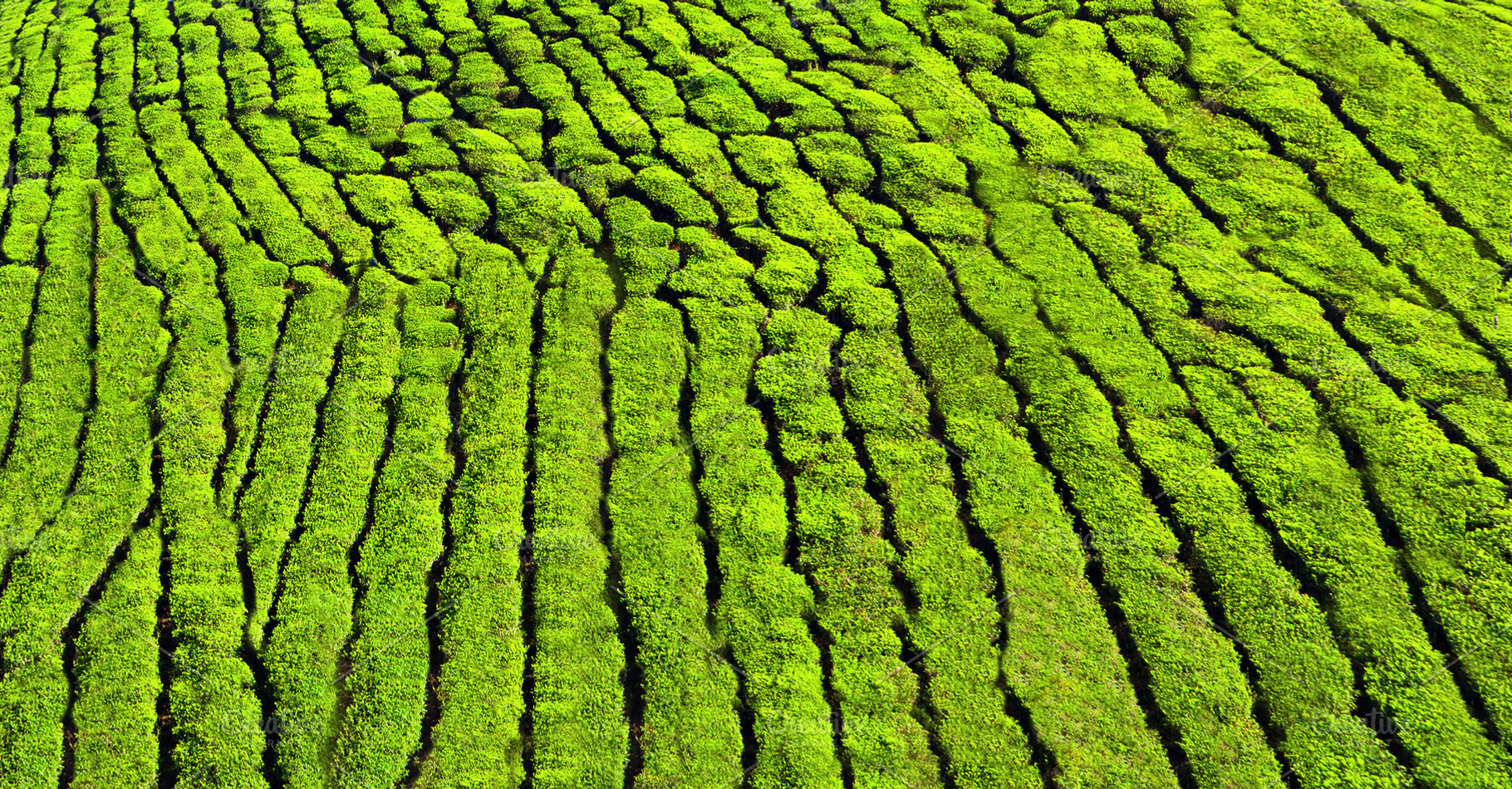 Tea plantation as a background, a Photo by saiko3p