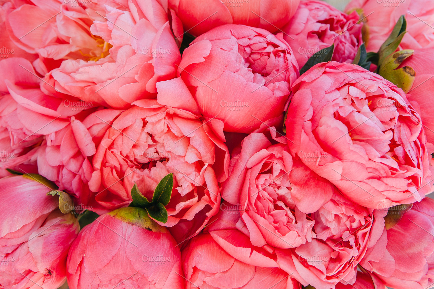 Coral and pink peony background featuring peony, peonies, and close up peony, a Nature Photo by Fargana