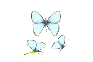 Hand Drawn Delicate Blue Butterflies