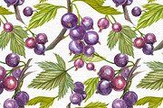 Blackcurrant in botanical style, an Illustration by Ann Astro (Thumbnail 6 of 7)