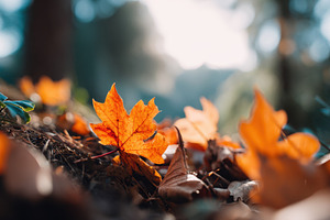 Dried tree leafs in autumn park, a Nature Photo by AlyaAnd