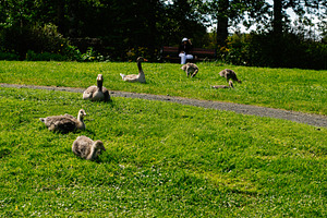Geese and Goslings Grazing in Sunny Reykjavik Park with Lush Green Background, a Photo by AS photostudio
