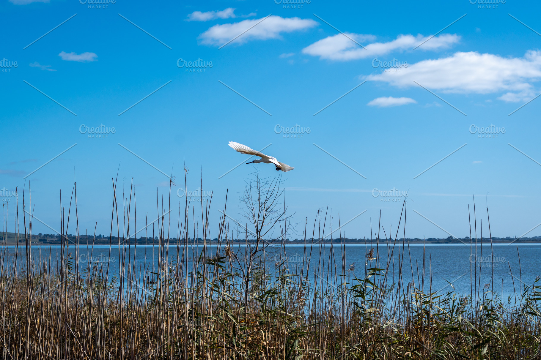 Royal spoonbill flying over Lake Colac, Victoria, Australia, amo, an Animal Photo by GoodGoods