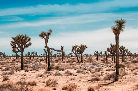 Joshua trees landscape stock photo containing background and blue, a Nature Photo by Madjid