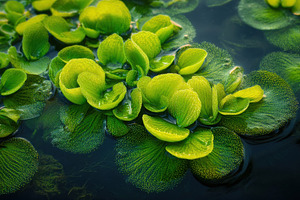 Algae in Shallow Pond, a Nature Photo by Virgo Studio