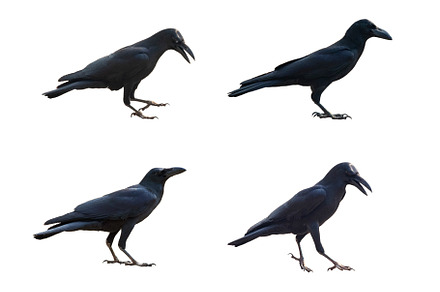 Solo Seagull preview 2