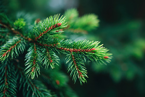 Close-up of evergreen tree branches, a Nature Photo by AlyaAnd