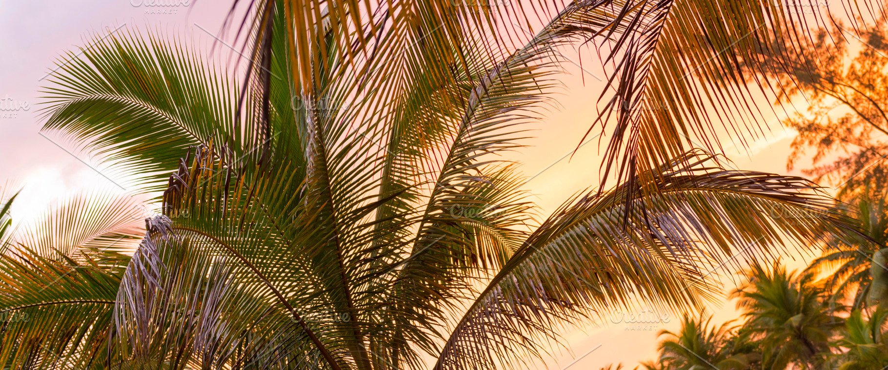 Tropical Jungle at Sunset, a Nature Photo by THP Creative