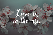 Hajime Script, a Script Font by Brandi Lea Designs (Thumbnail 2 of 6)