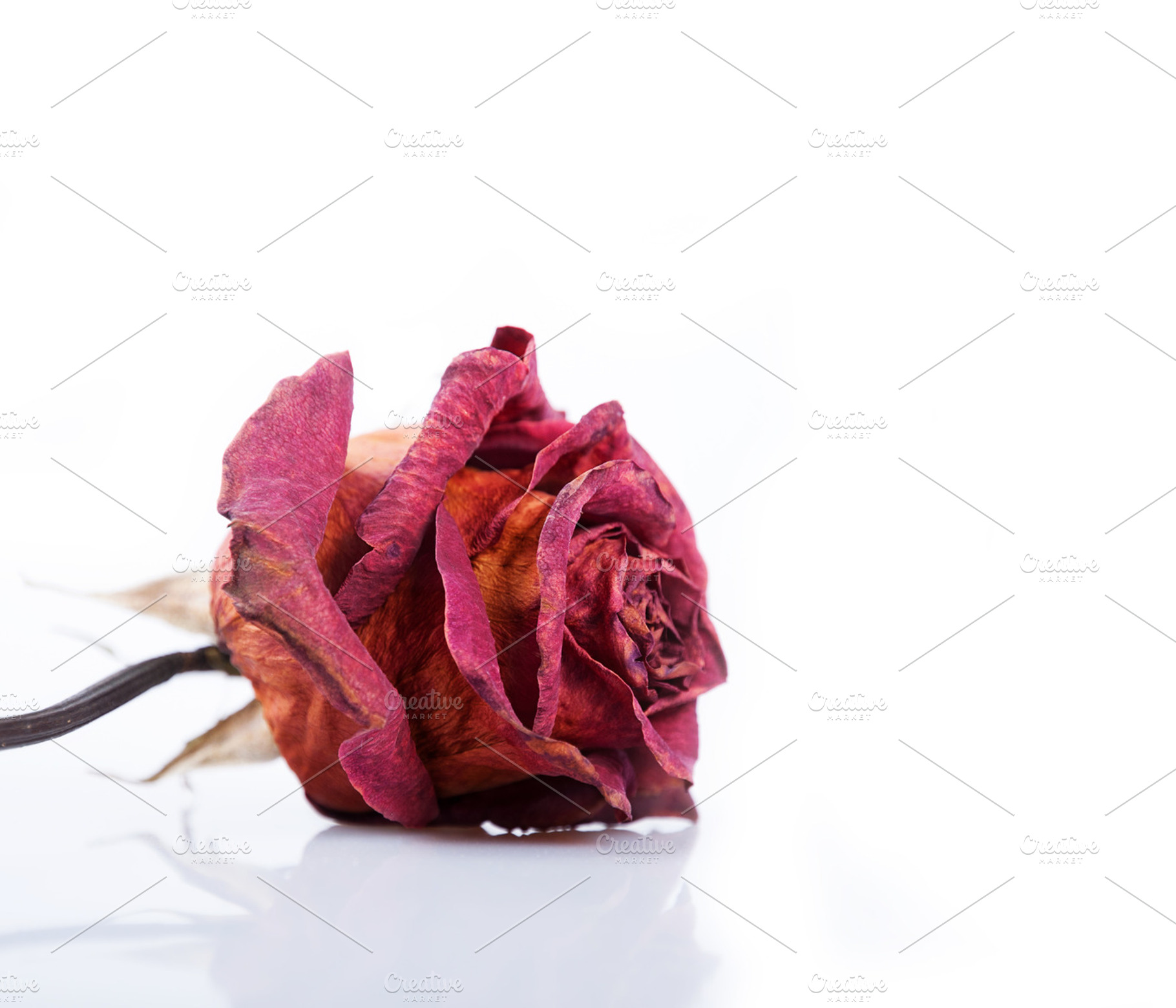 Dried red rose, a Nature Photo by Artspace