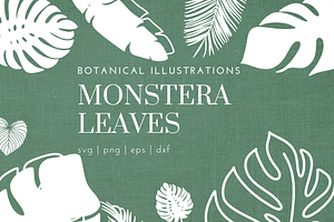 Monstera Leaf SVG Illustrations