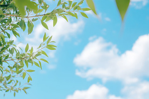 Blue sky and white clouds with green, a Photo by Dvoevnore photos
