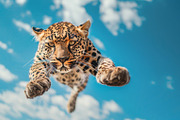 116 Flying animals, an Animal Photo by Handmadefont (Thumbnail 70 of 119)
