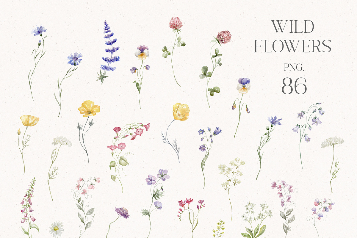 World of Butterflies & Wild Flowers., a Seasonal Illustration by Designwork (Photo 17 of 20)