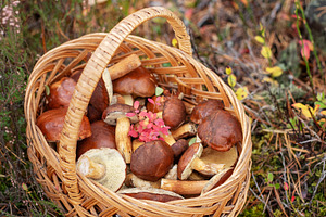 Wicker basket filled with wild edible mushrooms in forest, a Food & Drink Photo by Olena Rudo
