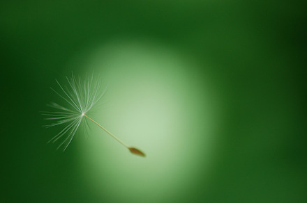 One Floating Wish