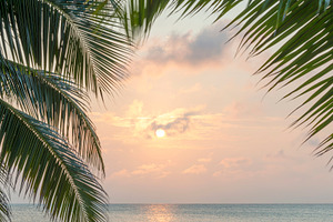 Caribbean Sunrise Palms Background, a Nature Photo by THP Creative