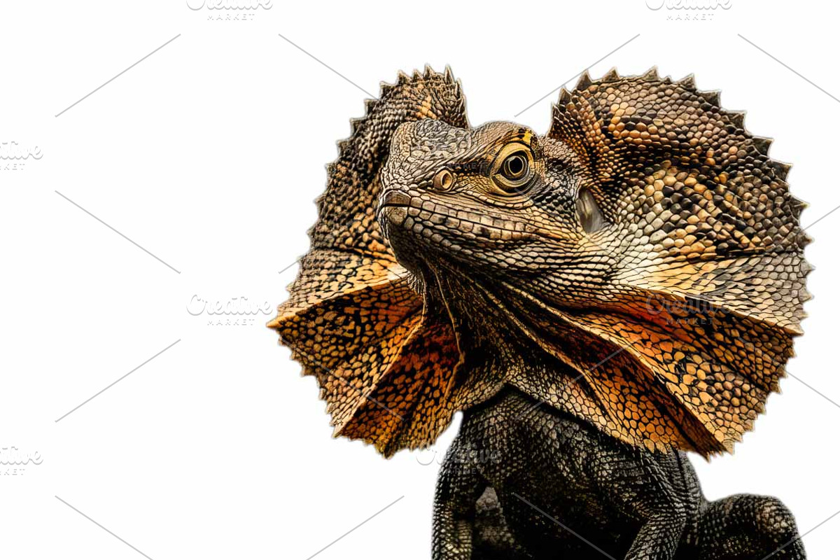portrait lizard png, an Animal Photo by VetalStock (Photo 1 of 2)