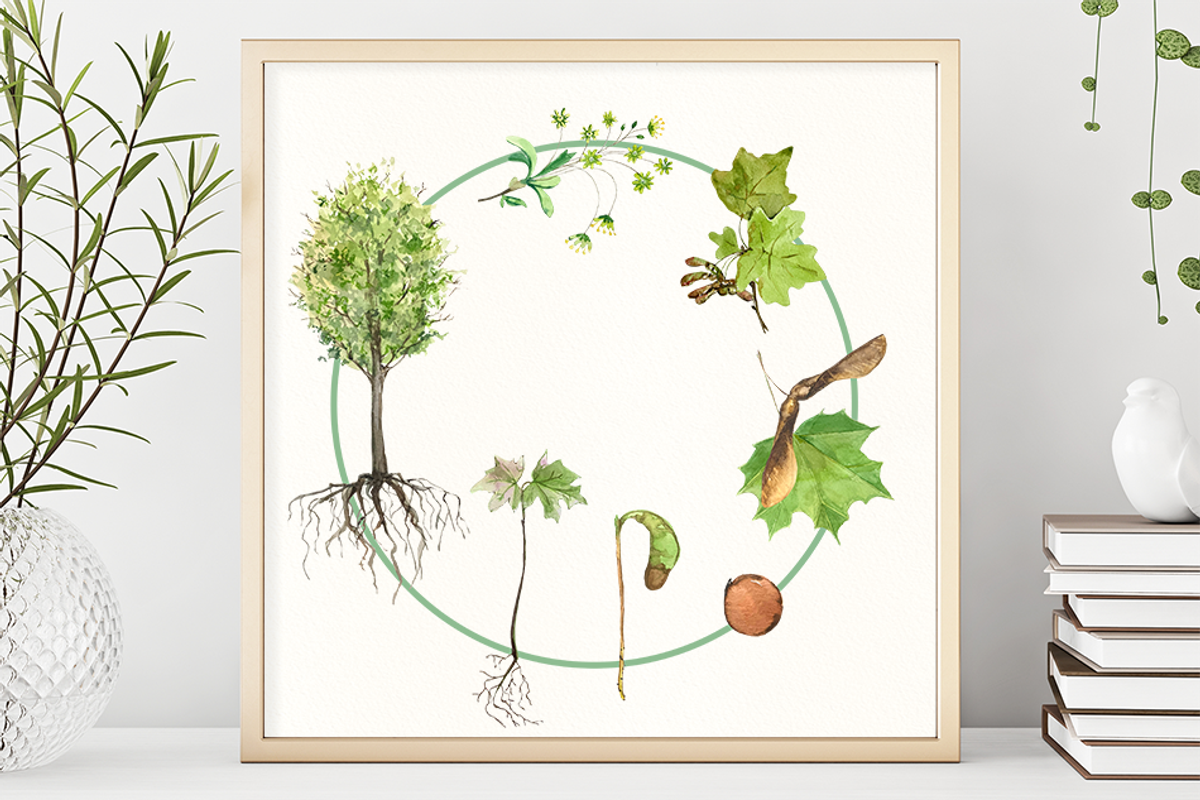 Big Life Cycle Bundle, an Education Illustration by Tati Bordiu (Photo 5 of 43)