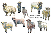 Sheep & Lambs watercolor set, an Animal Illustration by Malena (Thumbnail 2 of 4)