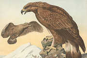 Oluf August Hermansen's Animals, an Animal Illustration by Digital Museum (Thumbnail 8 of 11)