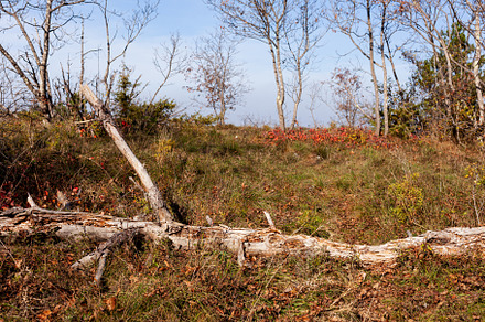 A fallen old tree in the wood, a Nature Photo by Bepslabor