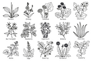 Medicine Plants And Herbs