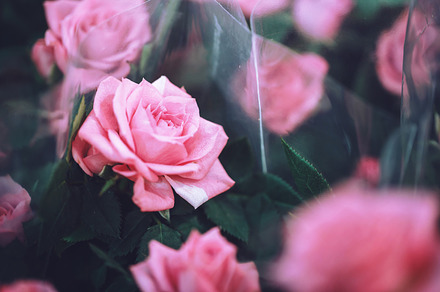 Nature vintage flowers in autumn stock photo containing sunlight and