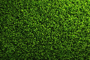 Lush Green Grass Texture Nature Back, a Photo by Pixeness Studio