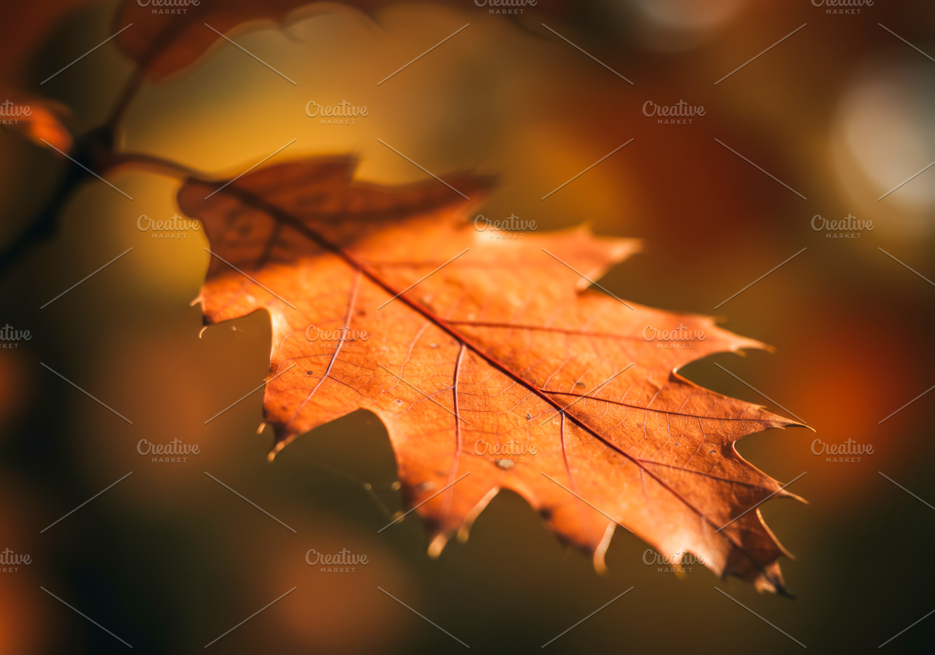 Close-up of an autumn oak leaf in wa, a Nature Photo by professorinc