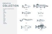 The Freshwater Fish Collection, an Animal Illustration by dicreate (Thumbnail 3 of 6)