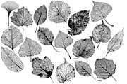 Leaf Structure Skeletons, a Brush Add-On by Kseniya-Omega (Thumbnail 7 of 7)