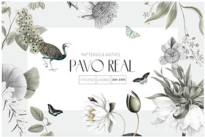 Pavo Real Design!