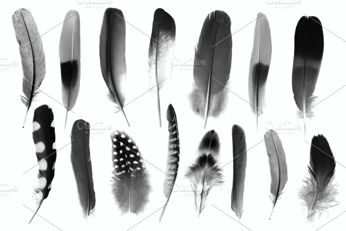 Feather Photoshop brushes, a Brush Add-On by Little Bean (Photo 2 of 6)