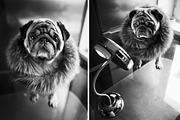 Creative Pug, an Animal Photo by WildStrawberry Magic (Thumbnail 6 of 6)