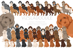 Vizsladoodle (Vizsla Poodle mix)