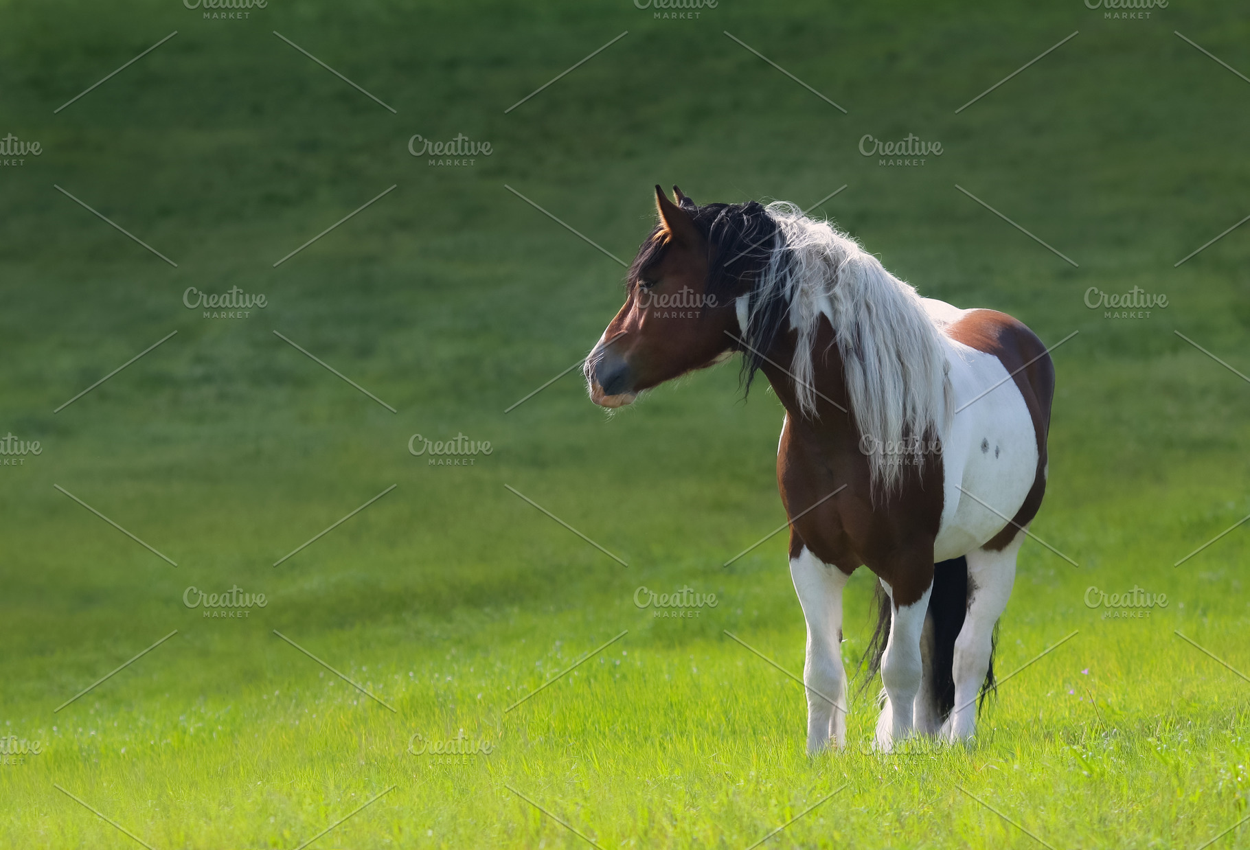 Mustang horse stand on green meadow., an Animal Photo by Horses and Dogs