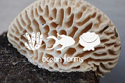 200+ OCEAN CLIPARTS - HAND DRAWN, a Seasonal Illustration by JuDesign (Thumbnail 11 of 23)