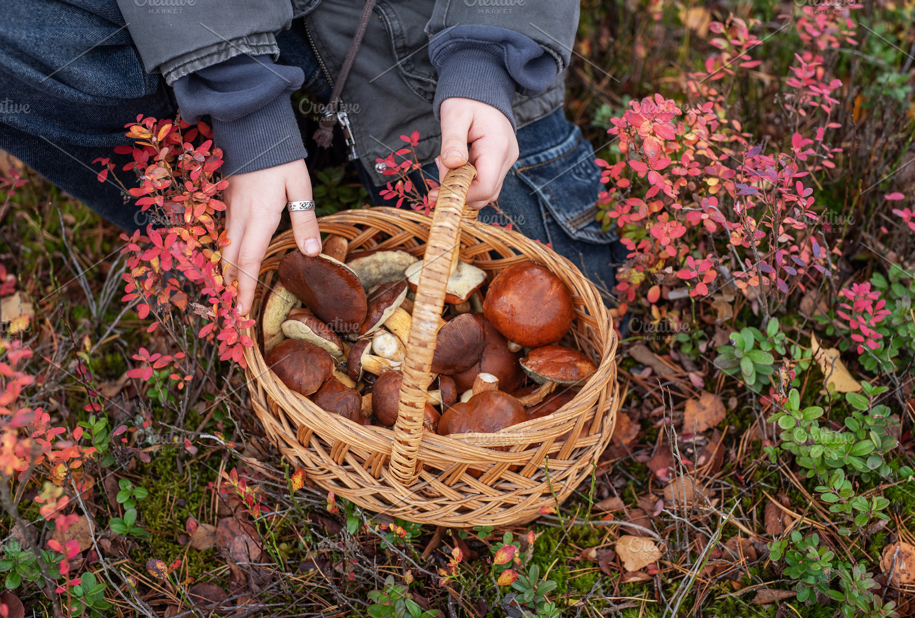 Person holding full basket of wild mushrooms in autumn forest, a Food & Drink Photo by Olena Rudo