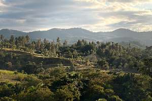 Hills And Palm Tree