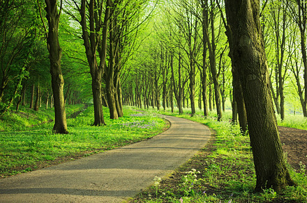 Forest pavement under the trees, a Nature Photo by Adam Szuly Photography