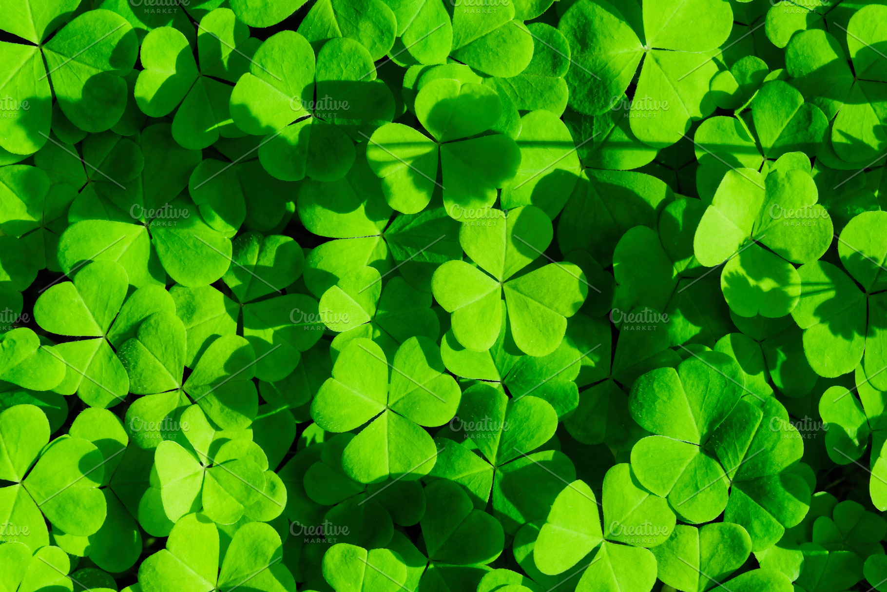Green clover leaves illuminated by bright sunlight. Fresh shamrock foliage back, a Nature Photo by Eugene_Photo
