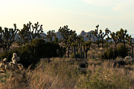 Black Yucca Sundown preview 6
