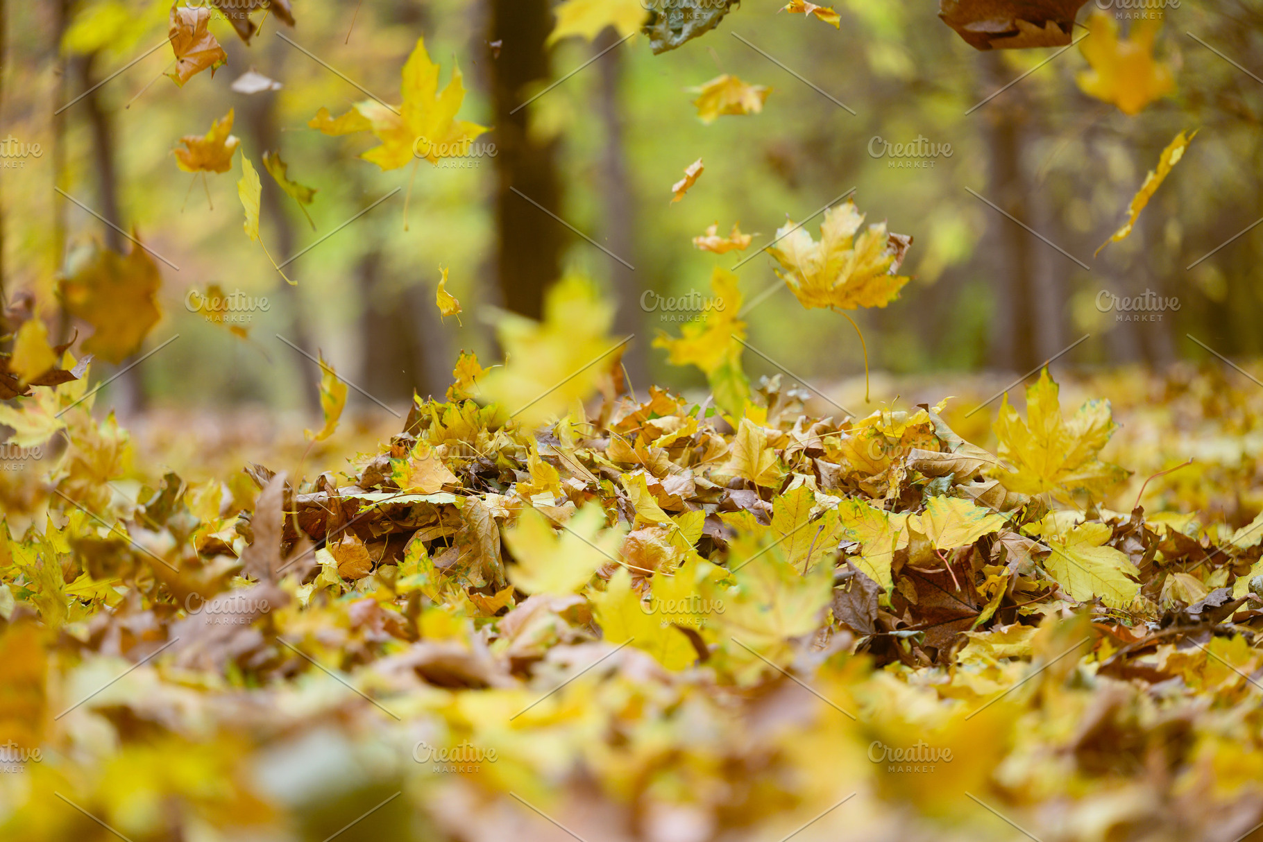 Yellow maple leaves fall and swirl in an autumn forest. Falling, a Nature Photo by ndanko