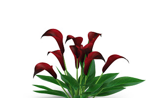 Calla Lily Purple