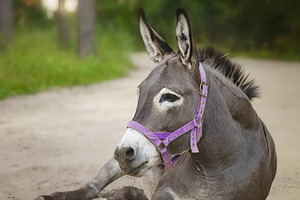 Domestic donkey going for a walk in, an Animal Photo by AlexBush