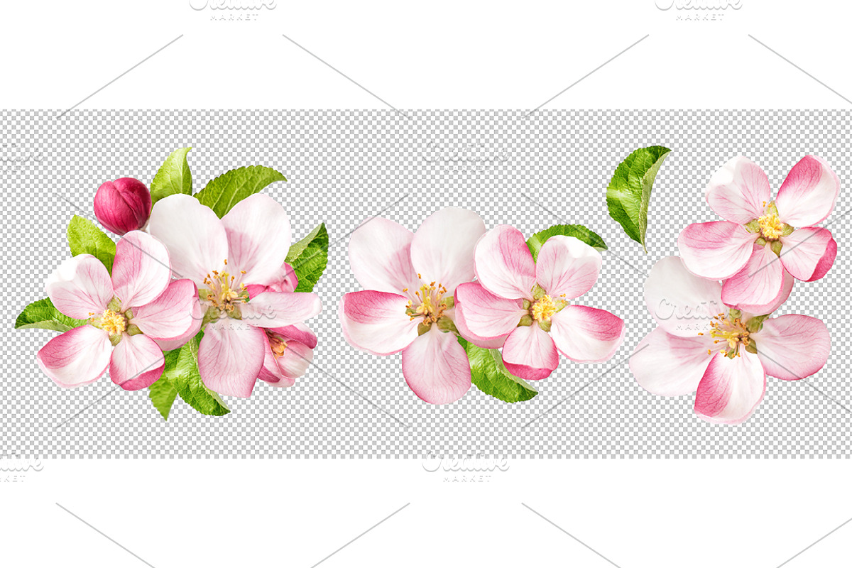 Apple tree blossom PNG flower, an Object Graphic by LiliGraphie