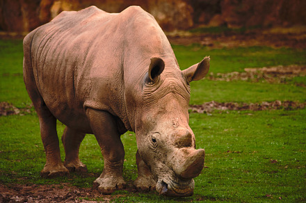 African rhinoceros eating grass in t, an Animal Photo by Perpis